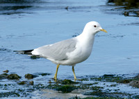 Common Gull Larus canus