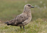 Great Skua Stercorarius skua