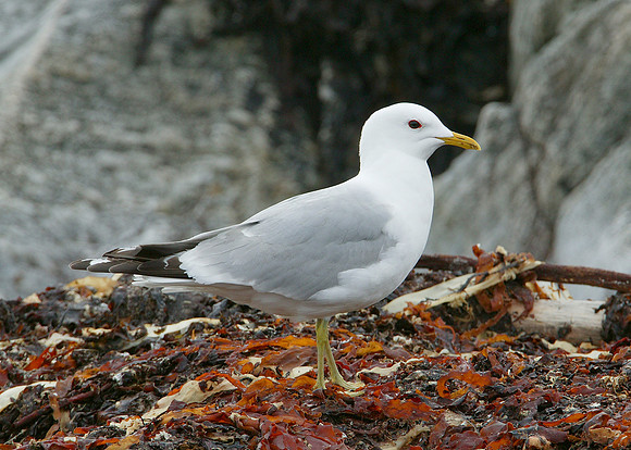 Common Gull Larus canus