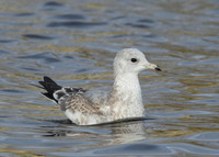 Common Gull Larus canus