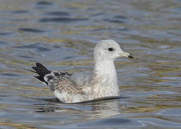 Common Gull Larus canus