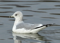 Common Gull Larus canus