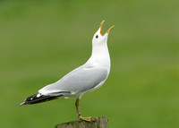 Common Gull Larus canus
