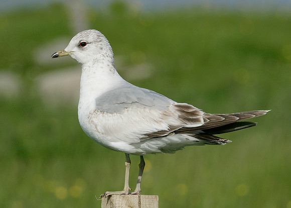 Common Gull Larus canus