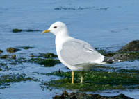 Common Gull Larus canus