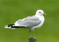 Common Gull Larus canus