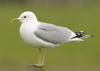 Common Gull Larus canus
