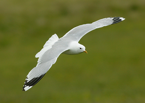 Common Gull Larus canus