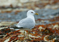 Common Gull Larus canus