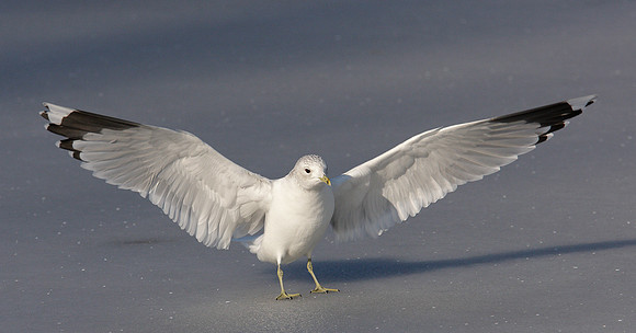 Common Gull Larus canus