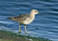 Buff-breasted Sandpiper Tryngites subruficollis