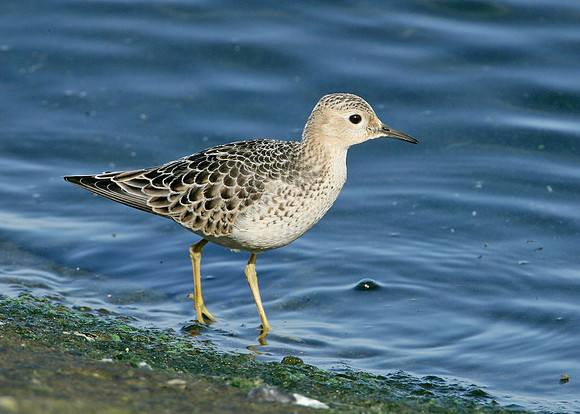 Buff-breasted Sandpiper Tryngites subruficollis
