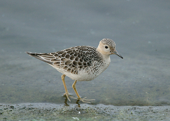 Buff-breasted Sandpiper Tryngites subruficollis