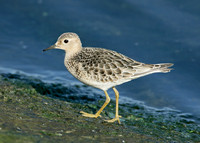 Buff-breasted Sandpiper Tryngites subruficollis