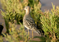 Buff-breasted Sandpiper Tryngites subruficollis