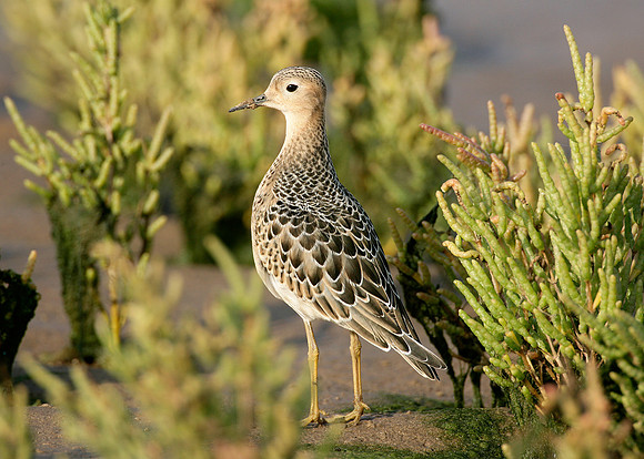 Buff-breasted Sandpiper Tryngites subruficollis