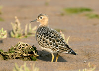 Buff-breasted Sandpiper Tryngites subruficollis