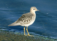 Buff-breasted Sandpiper Tryngites subruficollis