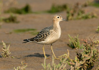 Buff-breasted Sandpiper Tryngites subruficollis