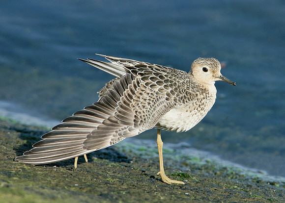 Buff-breasted Sandpiper Tryngites subruficollis