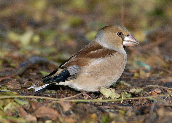 Hawfinch Coccothraustes coccothraustes