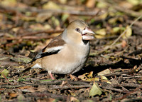 Hawfinch Coccothraustes coccothraustes