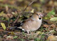 Hawfinch Coccothraustes coccothraustes