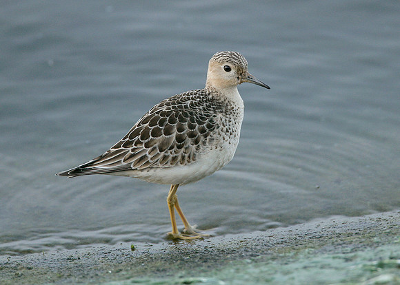Buff-breasted Sandpiper Tryngites subruficollis