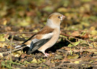 Hawfinch Coccothraustes coccothraustes