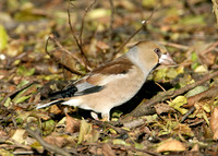 Hawfinch Coccothraustes coccothraustes