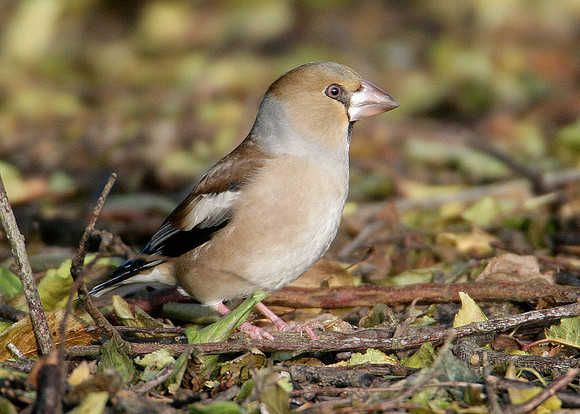 Hawfinch Coccothraustes coccothraustes