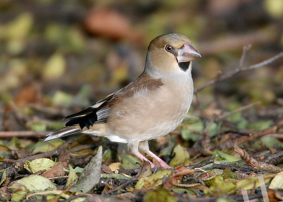 Hawfinch Coccothraustes coccothraustes