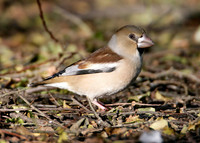Hawfinch Coccothraustes coccothraustes
