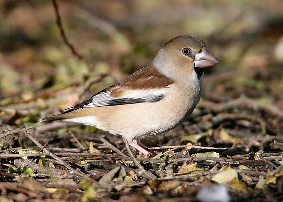 Hawfinch Coccothraustes coccothraustes