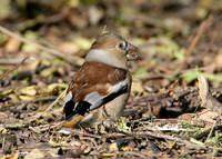 Hawfinch Coccothraustes coccothraustes