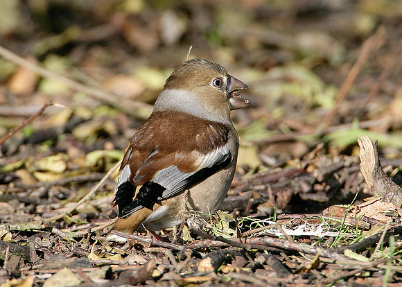 Hawfinch Coccothraustes coccothraustes