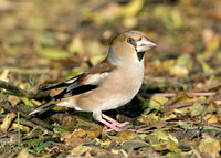 Hawfinch Coccothraustes coccothraustes