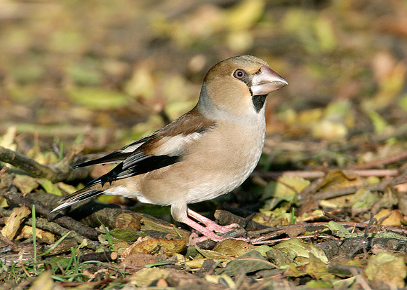Hawfinch Coccothraustes coccothraustes