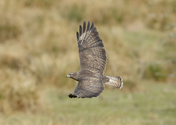 Buzzard Buteo buteo
