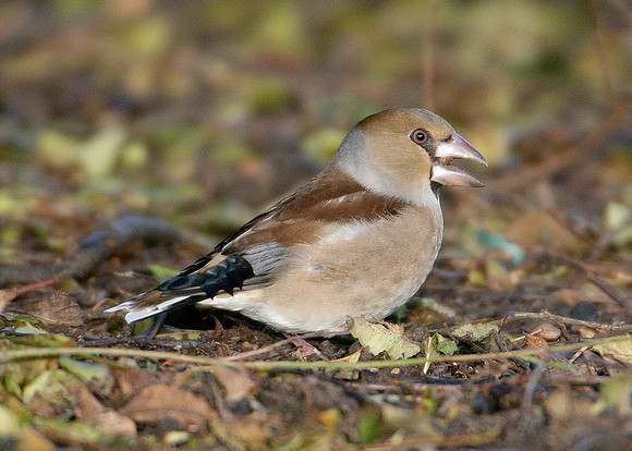 Hawfinch Coccothraustes coccothraustes