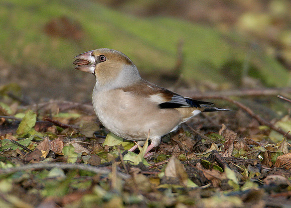 Hawfinch Coccothraustes coccothraustes