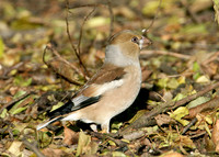 Hawfinch Coccothraustes coccothraustes