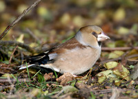 Hawfinch Coccothraustes coccothraustes