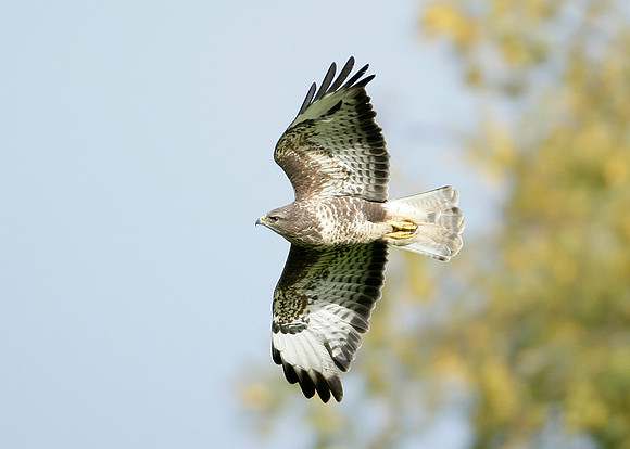 Buzzard Buteo buteo