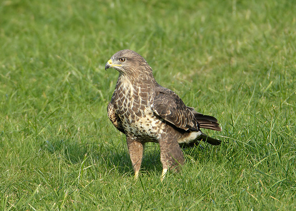 Buzzard Buteo buteo