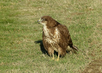 Buzzard Buteo buteo