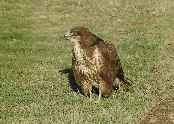 Buzzard Buteo buteo