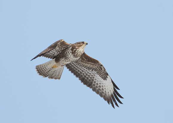 Buzzard Buteo buteo