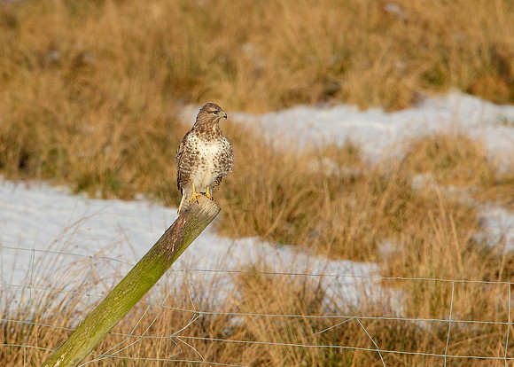 Buzzard Buteo buteo