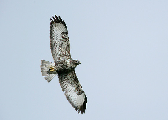 Buzzard Buteo buteo